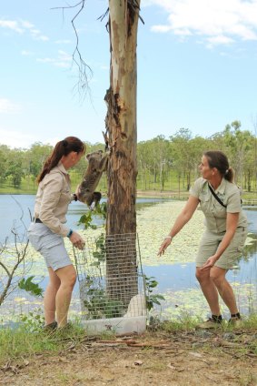 Australia Zoo keepers release Minyama back into the wild after her successful chlamydia treatment.