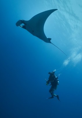 Oceanic manta ray and diver.