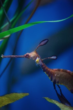 Weedy sea dragons are technically fish, are related to sea horses and are under threat. 