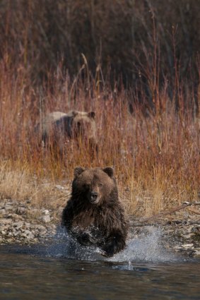 A pair of grizzlies frolic by the water’s edge.