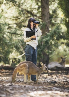 Senior government ecologist Claire Wimpenny in Weston Park, where the government has been conducting a kangaroo fertility trial.