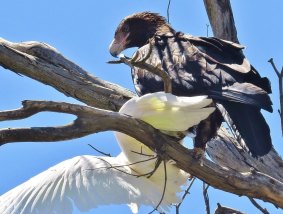 A wedge-tailed eagle dines out on a cockatoo near Tidbinbilla. 