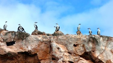 Pied cormorants on Dirk Hartog Island, WA. Preservation of native species is the declared objective of the GBIRd project.