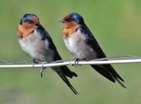Welcome Swallows.