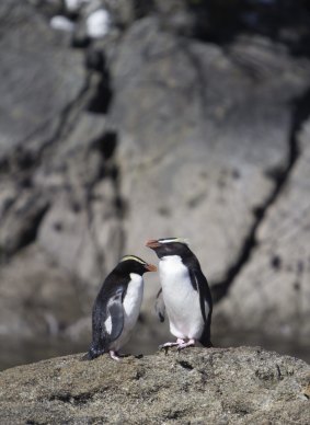 Fiordland crested penguins (Tawaki), Doubtful Sound, Fiordland National Park.