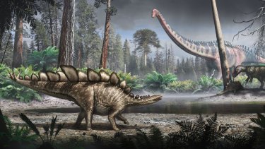 An artist's impression of how Sophie, the world's most complete Stegosaurus skeleton, may have looked.