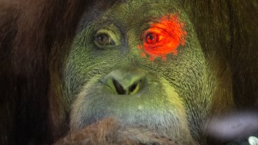 Melbourne Zoo's orang-utans are testing interactive software to keep them mentally engaged and challenged. 
