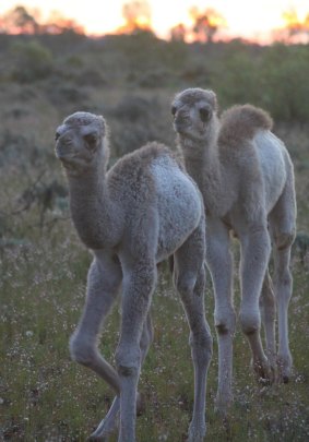 Baby camels at the Menindee animal sanctuary.