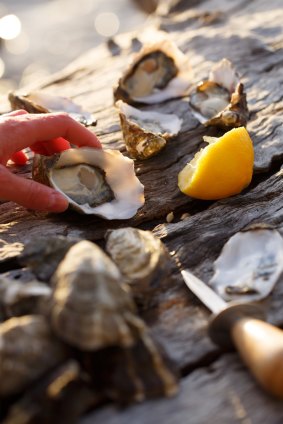 Shucking oysters on one of Coral Expeditions' new Tasmania itineraries.