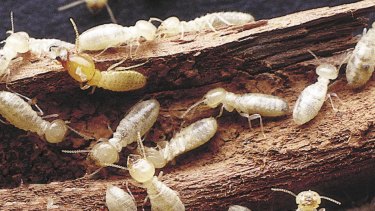 Termites can be a big nuisance if left unchecked.
