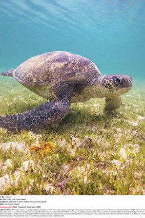 A sea turtle in the waters off Lord Howe Island.