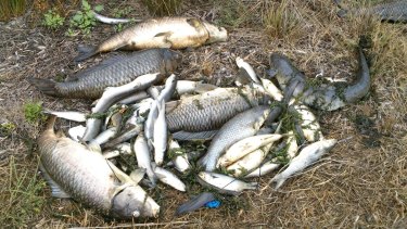 Fish kill in the Georges River.