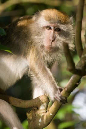 Meet the cheeky monkeys at MacRitchie Reservoir Park.
