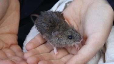The male New Holland mouse found at Wilsons Promontory on Wednesday. 