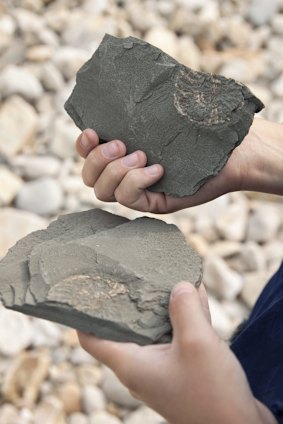 Ammonite fossils.