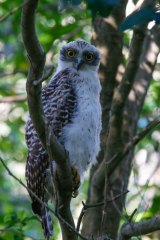 Beecroft Residents Appeal To State Government To Purchase Powerful Owl Habitat Also available for children's birthday parties. purchase powerful owl habitat