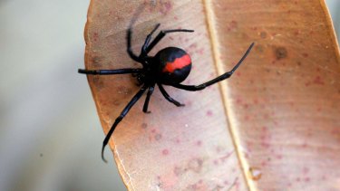 Put down the pesticides: Why you shouldn't be spraying your spiders ...