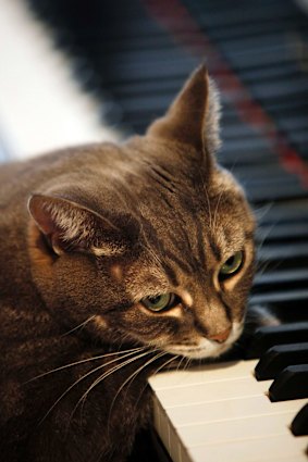 A cat playing a piano whilst waiting for rain to clear.