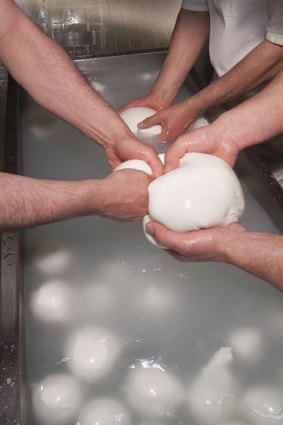 Buffalo mozzarella production is mostly done by hand.