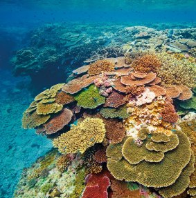 The Palaszczuk government has put protections in place to protect the Great Barrier Reef.