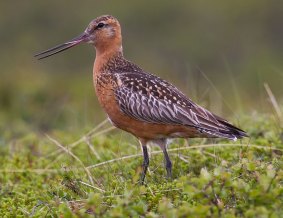 Environment Minister Josh Freydenberg asked to protect the vulnerable bar-tailed godwit from Russia at Toondah Harbour at Cleveland in international wetlands.