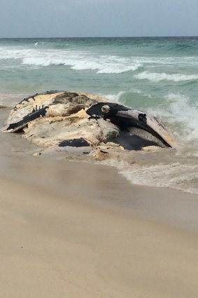 The rotting whale carcass at Scarborough Beach attracted feeding sharks.