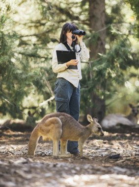 Kangaroos in the government's long-running fertility trial in Weston Park: The estimates committee says the government should review whether the trial is fiscally responsible.