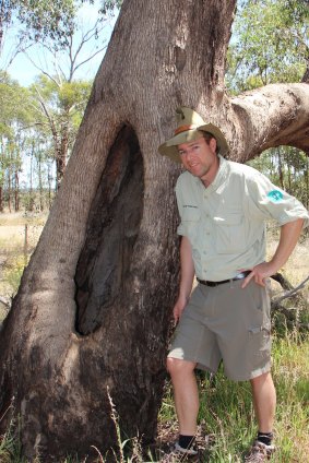 Tim the Yowie Man checks out a scar tree in the bush at Redlands Reserve.