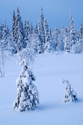 Fairytale winter scene in Oulanka National Park.
