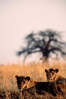 Close for comfort: Lions watch in the long grass at Siringa. Ruaha National Park, Iringa, Tanzania.