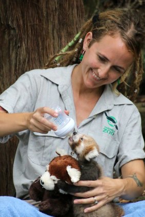 The red panda cub with her keeper, Tamara Gillies.