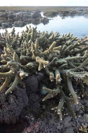 Branching coral exposed at low tide. Recent surveys show 19 per cent of north Queensland reefs show evidence of "coral bleaching."