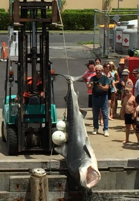 Holidaymakers crowded around as the shark was pulled out with a forklift.