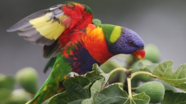 Misconception: Researchers have shown birds and plants aren't more colourful in the tropics. 
