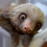 A baby Hoffmann's two-toed sloth (Choloepus hoffmanni) at the Sloth Sanctuary in Penshurt.