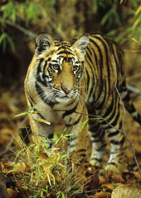 Bengal Tiger Cub.