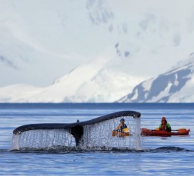 A humpback whale swims with kayakers. 