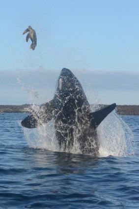 For the third time, the whale knocks the turtle through the air.