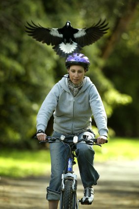 A cyclist is harassed by a swooping magpie.