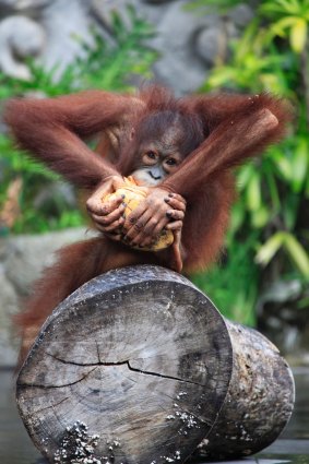 A young orang-utan at Bali Zoo. 
