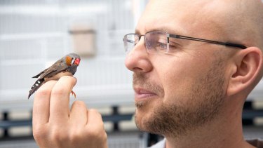 Bird in the hand: Professor Simon Griffith and one of his zebra finches.