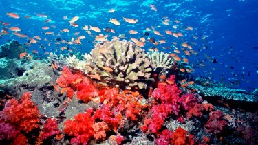 Anthias fish swim among soft corals and hard corals during healthier conditions off Fiji.