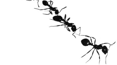 Ants may provide some of the answers that elude our best minds.