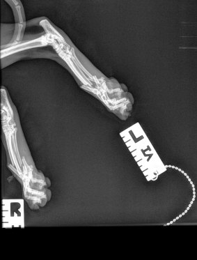 An X-ray taken at the Bondi Junction Veterinary Hospital shows Mozart's broken metatarsal bones. 