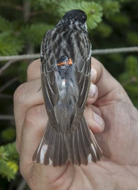 A blackpoll warbler with a miniature geolocator on its back that enables researchers to track its migration routes.