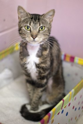 Janelle is searching for a new home.