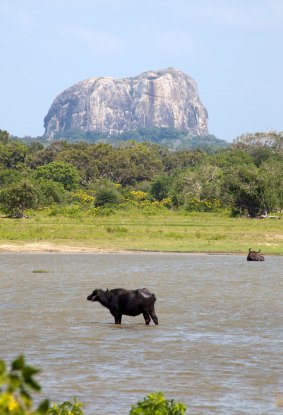 Water Buffalo are seen in front of Elephant Rock.