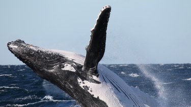 A humpback whale breaching off the NSW coast.