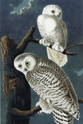 Snowy Owls from a rare first edition set of John James Audubon's The Birds of America, sold at auction in 2012 for $US7.9 million.
