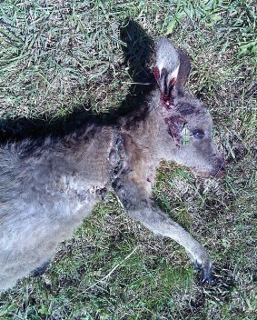 A young female kangaroo had to be euthanised after a second case of native animal cruelty near Queanbeyan.